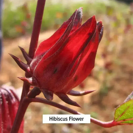 BANYAN - Banyan Botanicals Hibiscus Flower Powder 227Gr. - The Red Vitamin MX - Suplementos Alimenticios - {{ shop.shopifyCountryName }}