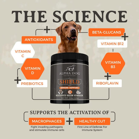 ALPHA DOG NUTRITION - Alpha Dog Nutrition Shield Allergy Immune Support 7 Nutritional Mushroom Powder Complex + Vitamin C 108Gr. - The Red Vitamin MX - Suplementos Herbales Para Perros - {{ shop.shopifyCountryName }}
