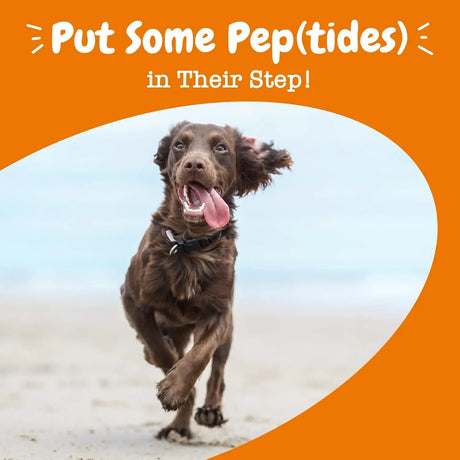 ZESTY PAWS - Zesty Paws Multi Collagen Soft Chews for Dogs 90 Masticables - The Red Vitamin MX - Cuidado De Cadera Y Articulaciones Para Perros - {{ shop.shopifyCountryName }}