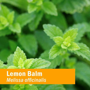 HERB PHARM - Herb Pharm Certified Organic Lemon Balm Liquid Extract 120Ml. - The Red Vitamin MX - Suplementos Alimenticios - {{ shop.shopifyCountryName }}