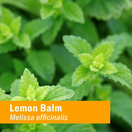 HERB PHARM - Herb Pharm Certified Organic Lemon Balm Liquid Extract 120Ml. - The Red Vitamin MX - Suplementos Alimenticios - {{ shop.shopifyCountryName }}
