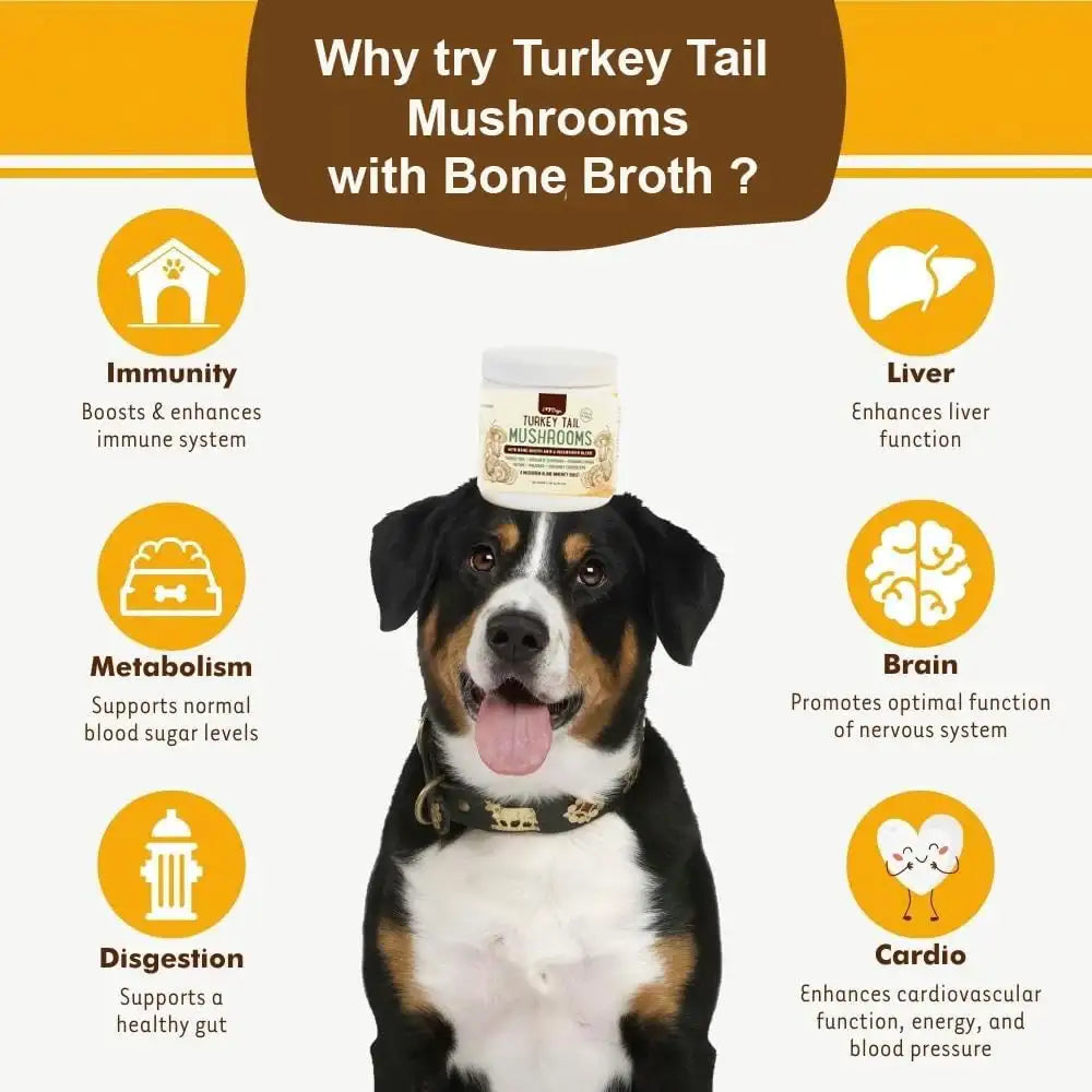 IHEARTDOGS - iHeartDogs Turkey Tail Mushroom for Dogs 81Gr. - The Red Vitamin MX - Suplementos Herbales Para Perros - {{ shop.shopifyCountryName }}