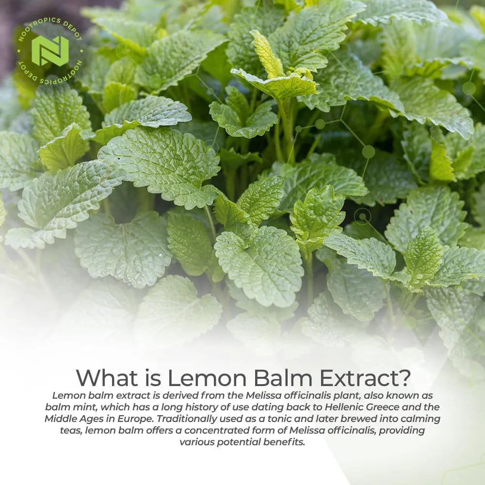 NOOTROPICS DEPOT - Nootropics Depot Lemon Balm Extract 500Mg. 120 Capsulas - The Red Vitamin MX - Suplementos Alimenticios - {{ shop.shopifyCountryName }}