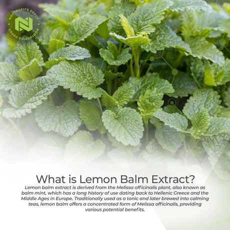 NOOTROPICS DEPOT - Nootropics Depot Lemon Balm Extract 500Mg. 120 Capsulas - The Red Vitamin MX - Suplementos Alimenticios - {{ shop.shopifyCountryName }}