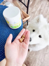 FOUR PAWS - Four Paws Healthy Promise Pre and Probiotics for Dogs Soft Chews 90 Masticables - The Red Vitamin MX - Probióticos Para Perros - {{ shop.shopifyCountryName }}