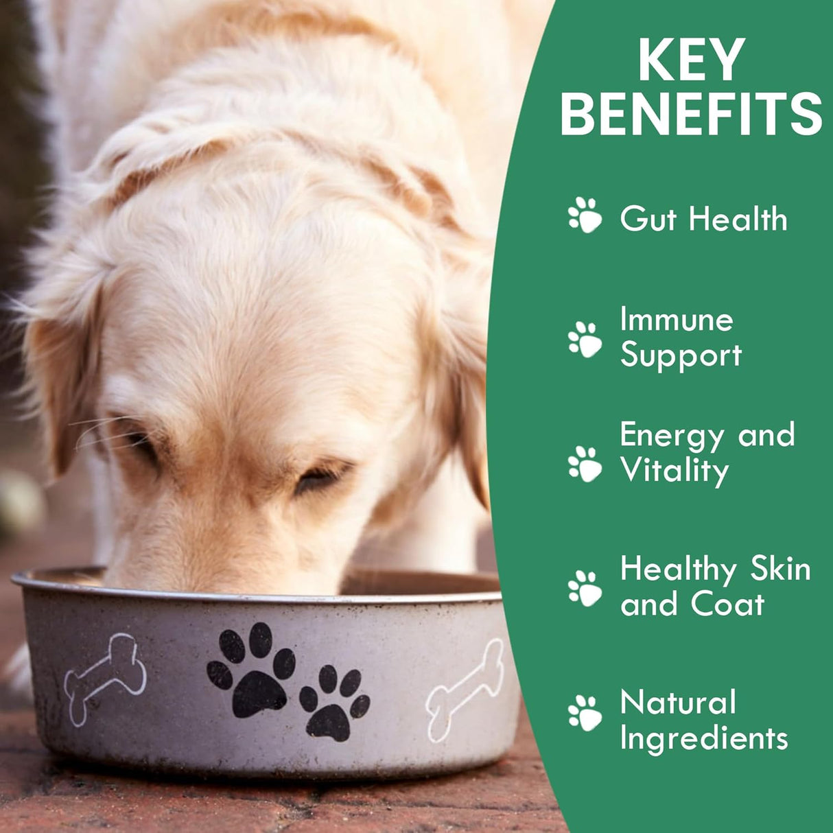 HOLISTIC BIN - HOLISTIC BIN Canine Gut Biome Powder 50Gr. - The Red Vitamin MX - Probióticos Para Perros - {{ shop.shopifyCountryName }}