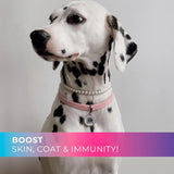 PUP CHOICE - Pup Choice 14-in-1 Multivitamin Treats for Dogs Beef Flavor 140 Masticables - The Red Vitamin MX - Multivitamínicos Para Perros - {{ shop.shopifyCountryName }}