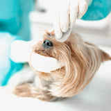 EYE ENVY - Eye Envy Tear Stain Wipes for Dogs 60 Toallitas - The Red Vitamin MX - Cuidado De Los Ojos De Los Perros - {{ shop.shopifyCountryName }}