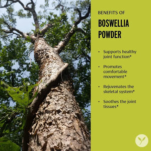 BANYAN - Banyan Botanicals Boswellia Powder 227Gr. - The Red Vitamin MX - Suplementos Alimenticios - {{ shop.shopifyCountryName }}