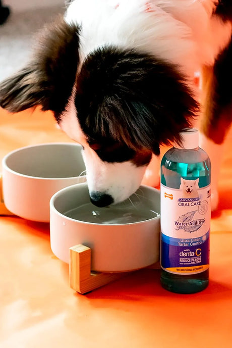 NYLABONE - Nylabone Advanced Oral Care Pet Dental Water Additive Original Flavor 473Ml. - The Red Vitamin MX - Cuidado Dental Para Perros - {{ shop.shopifyCountryName }}