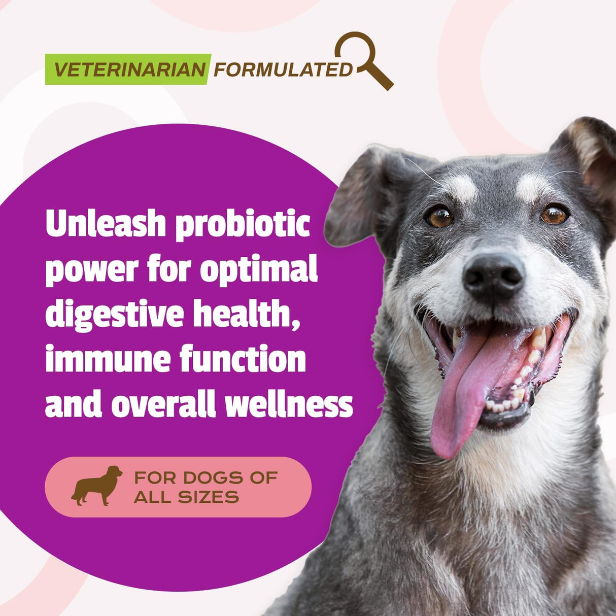 Pet Naturals Daily Probiotic for Dogs 60 Masticables