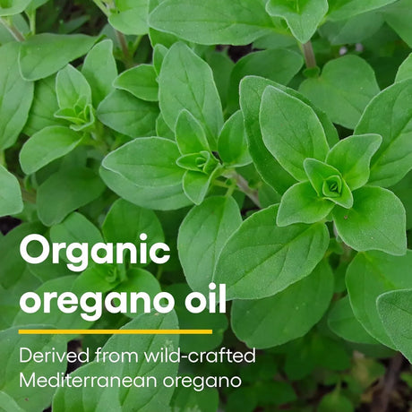 NATURAL FACTORS - Natural Factors Certified Organic Oil of Oregano 1 Fl.Oz. - The Red Vitamin MX - Suplementos Alimenticios - {{ shop.shopifyCountryName }}