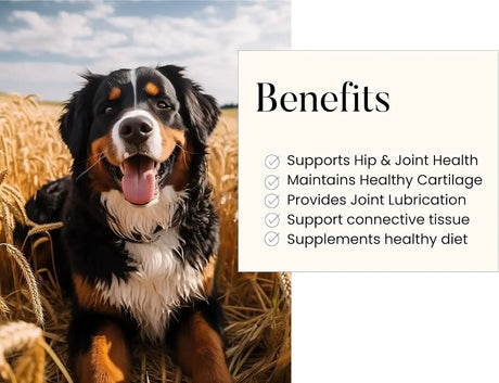 WOOFY - Woofy Maximum Strength Hip & Joint Health Supplement for Dogs 90 Masticables - The Red Vitamin MX - Cuidado De Cadera Y Articulaciones Para Perros - {{ shop.shopifyCountryName }}