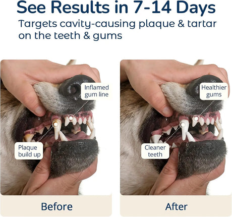 COZYFUN - Cozyfun Dental Powder 80Gr. - The Red Vitamin MX - Cuidado Dental Para Perros - {{ shop.shopifyCountryName }}