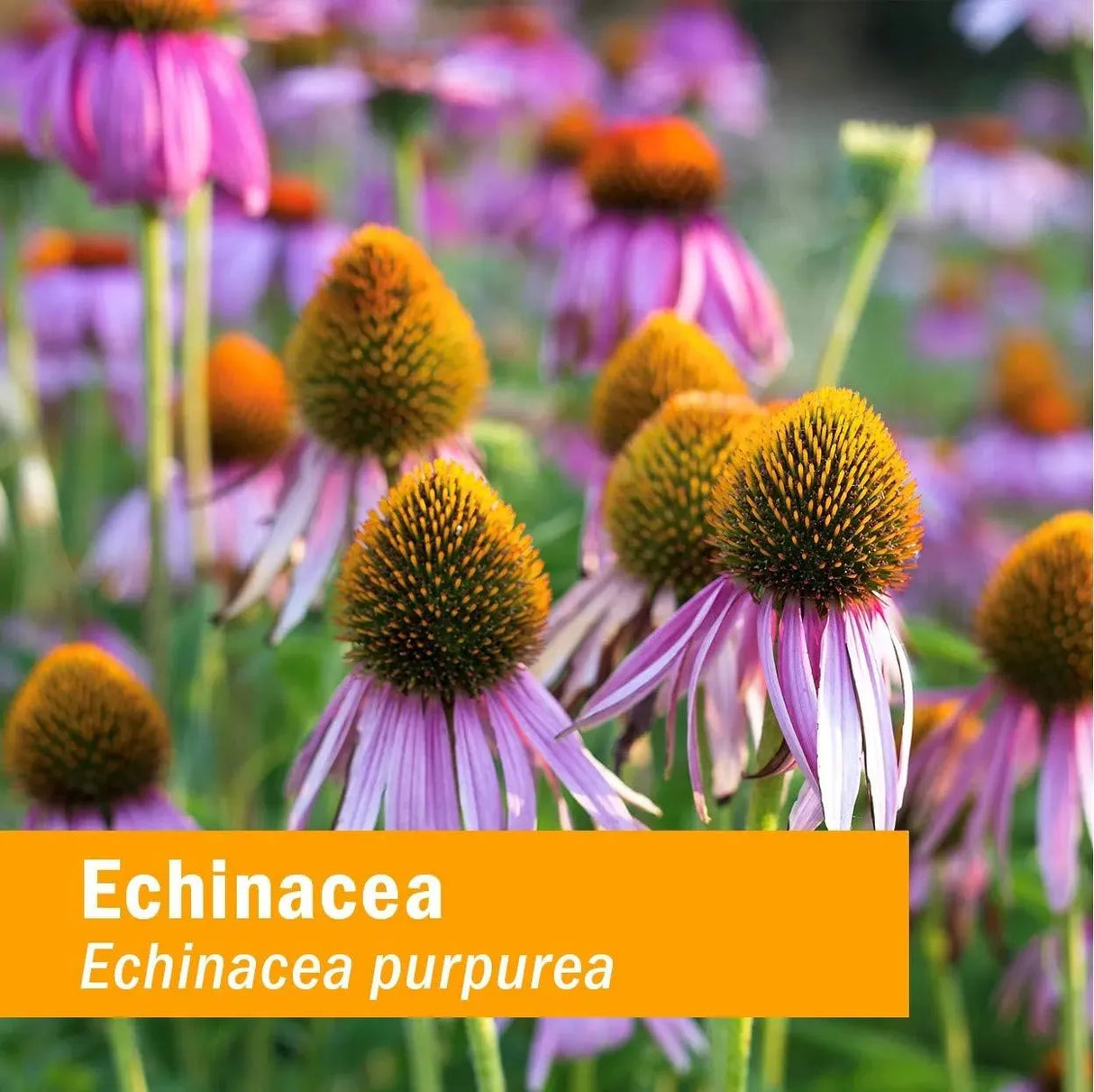HERB PHARM - Herb Pharm Organic Echinacea Root Extract 1 Fl.Oz. - The Red Vitamin MX - Suplementos Alimenticios - {{ shop.shopifyCountryName }}