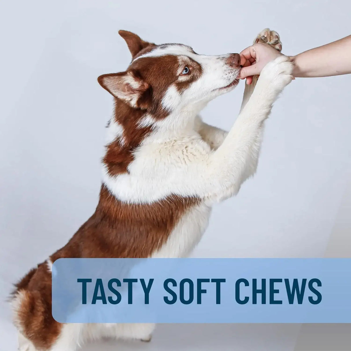 NUTRAMAX - Nutramax Solliquin Calming Behavioral Health Supplement for Large Dogs 75 Masticables - The Red Vitamin MX - Relajantes Para Perros - {{ shop.shopifyCountryName }}