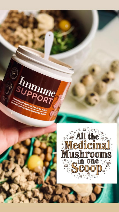 LIVE WELL DOG - Live Well Dog Immune Support Powder Food Topper 300Gr. - The Red Vitamin MX - Suplementos Herbales Para Perros - {{ shop.shopifyCountryName }}