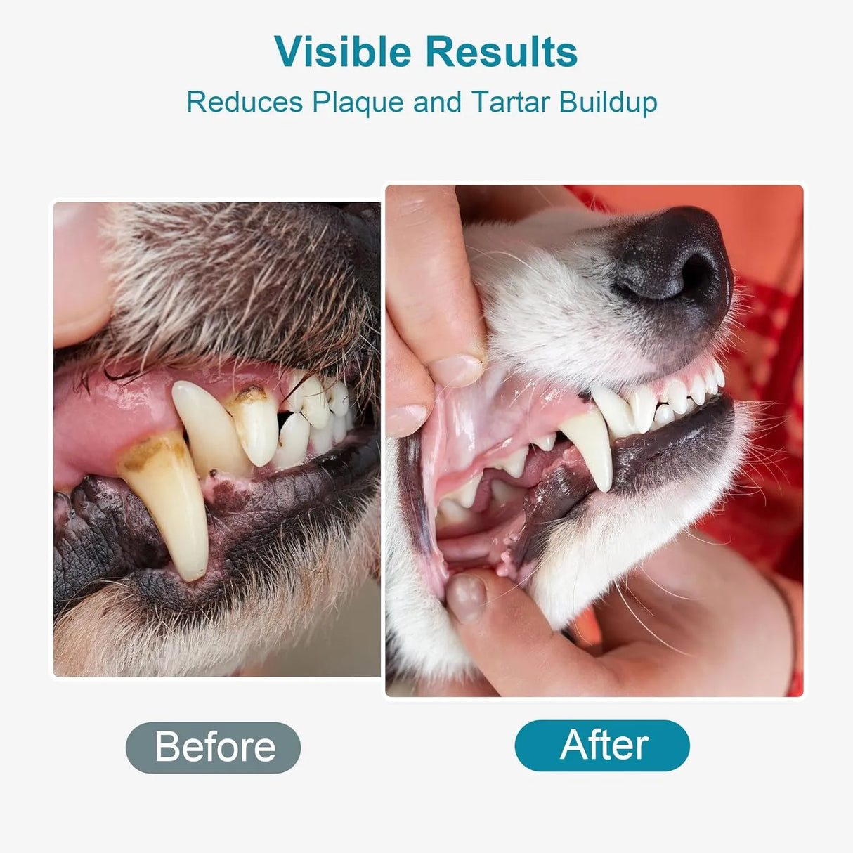 ELEVTC - ELEVTC Dog Teeth Cleaning Powder 100Gr. - The Red Vitamin MX - Cuidado Dental Para Perros - {{ shop.shopifyCountryName }}