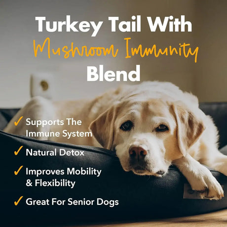 IHEARTDOGS - iHeartDogs Turkey Tail Mushroom for Dogs 81Gr. - The Red Vitamin MX - Suplementos Herbales Para Perros - {{ shop.shopifyCountryName }}