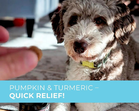 PUP CHOICE - Pup Choice Probiotics for Dogs 140 Masticables - The Red Vitamin MX - Probióticos Para Perros - {{ shop.shopifyCountryName }}