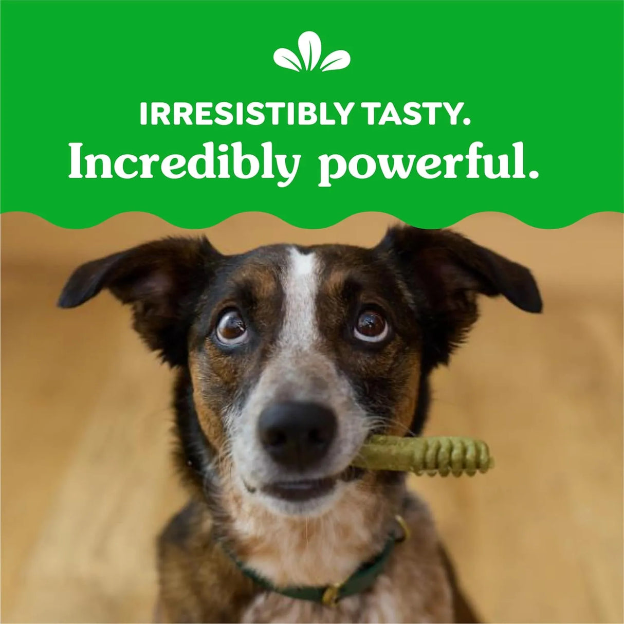 GREENIES - Greenies Regular Natural Dental Care Dog Treats Variety Pack 36 Piezas - The Red Vitamin MX - Cuidado Dental Para Perros - {{ shop.shopifyCountryName }}