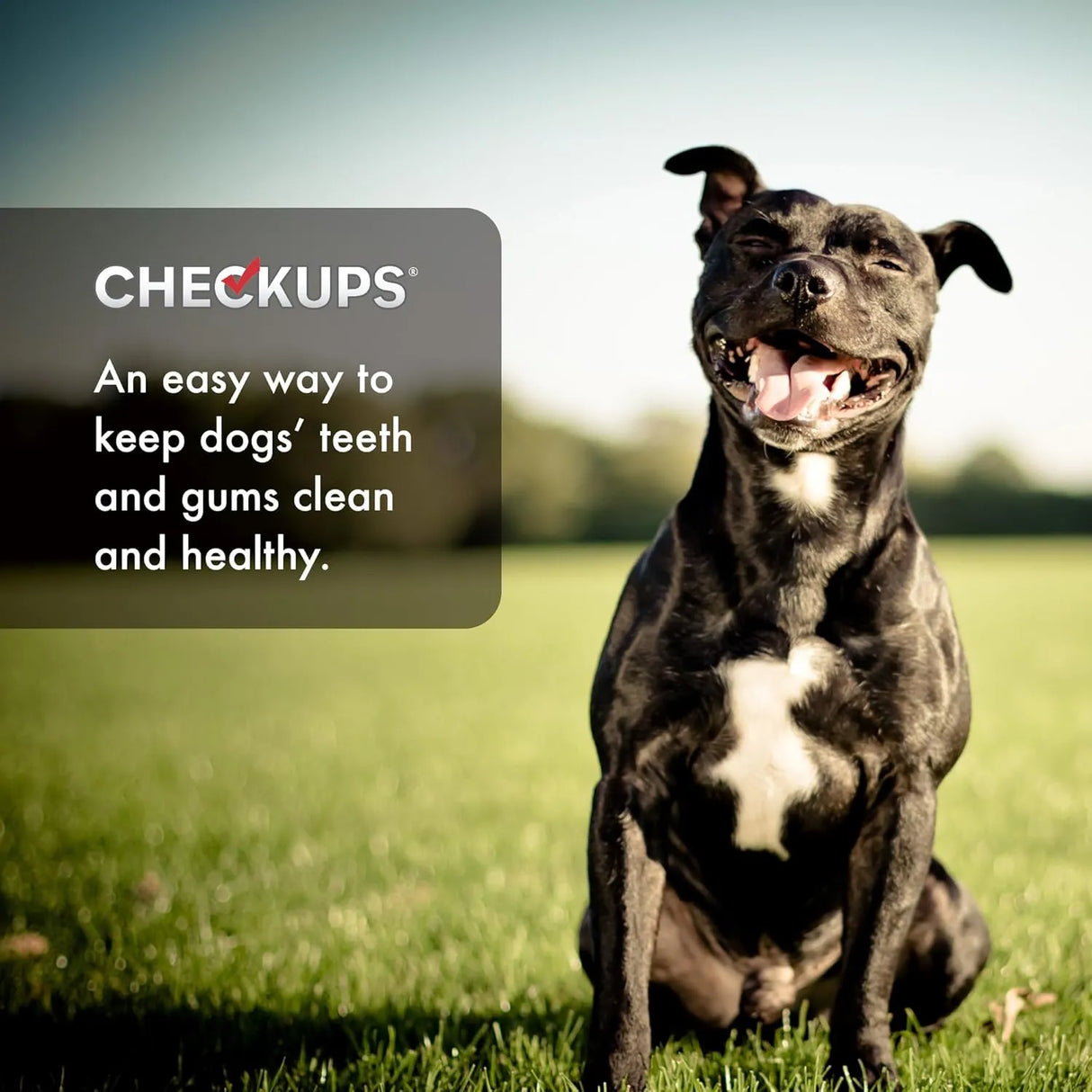 CHECKUPS - Checkups Dental Dog Treats 24 Piezas - The Red Vitamin MX - Cuidado Dental Para Perros - {{ shop.shopifyCountryName }}