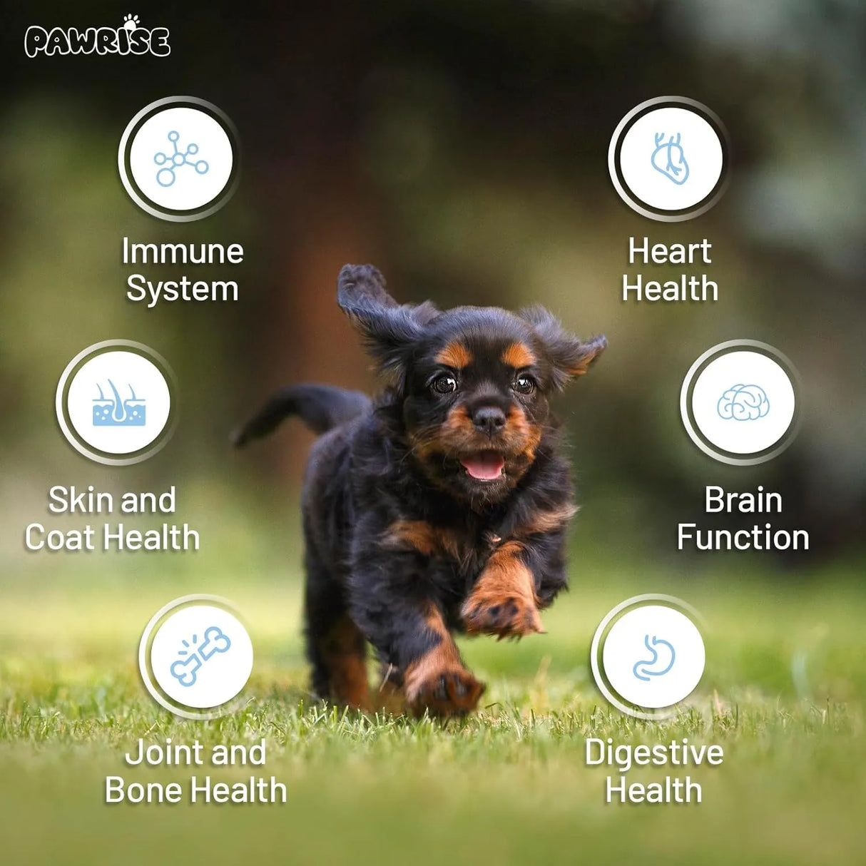 PAWRISE - PawRise Dog Multivitamins with Probiotics, Glucosamine, and Omega-3 200 Masticables - The Red Vitamin MX - Multivitamínicos Para Perros - {{ shop.shopifyCountryName }}