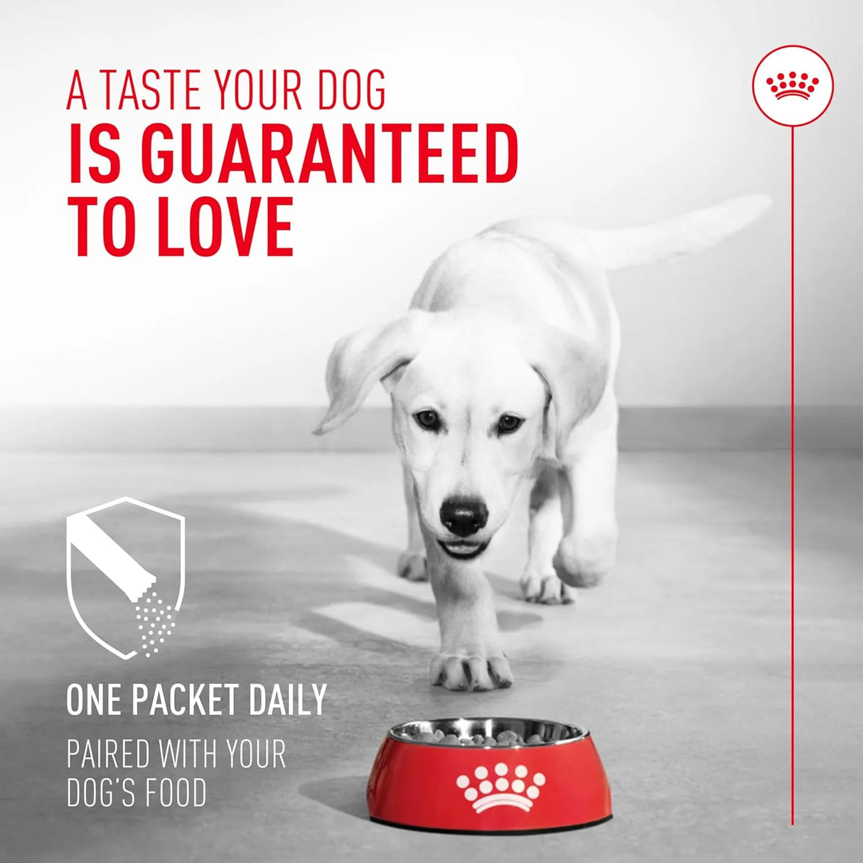 ROYAL CANIN - Royal Canin Probiotics for Dogs 30 Paquetes - The Red Vitamin MX - Probióticos Para Perros - {{ shop.shopifyCountryName }}