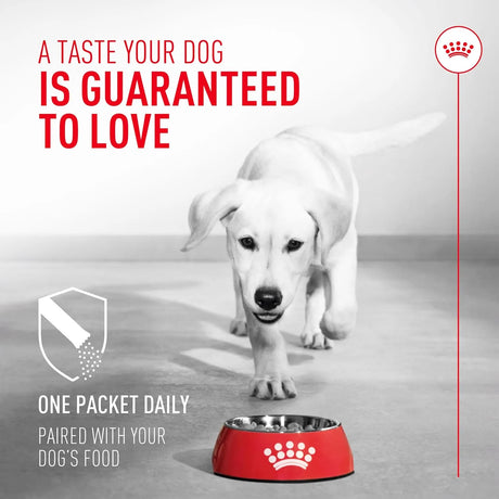 ROYAL CANIN - Royal Canin Probiotics for Dogs 30 Paquetes - The Red Vitamin MX - Probióticos Para Perros - {{ shop.shopifyCountryName }}