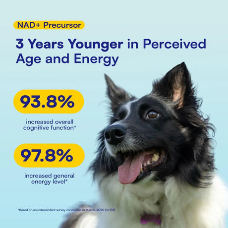 BOOPS PETS - Boops Pets NAD+ Precursor & Senior Dog Supplement 90 Masticables - The Red Vitamin MX - Suplementos Herbales Para Perros - {{ shop.shopifyCountryName }}
