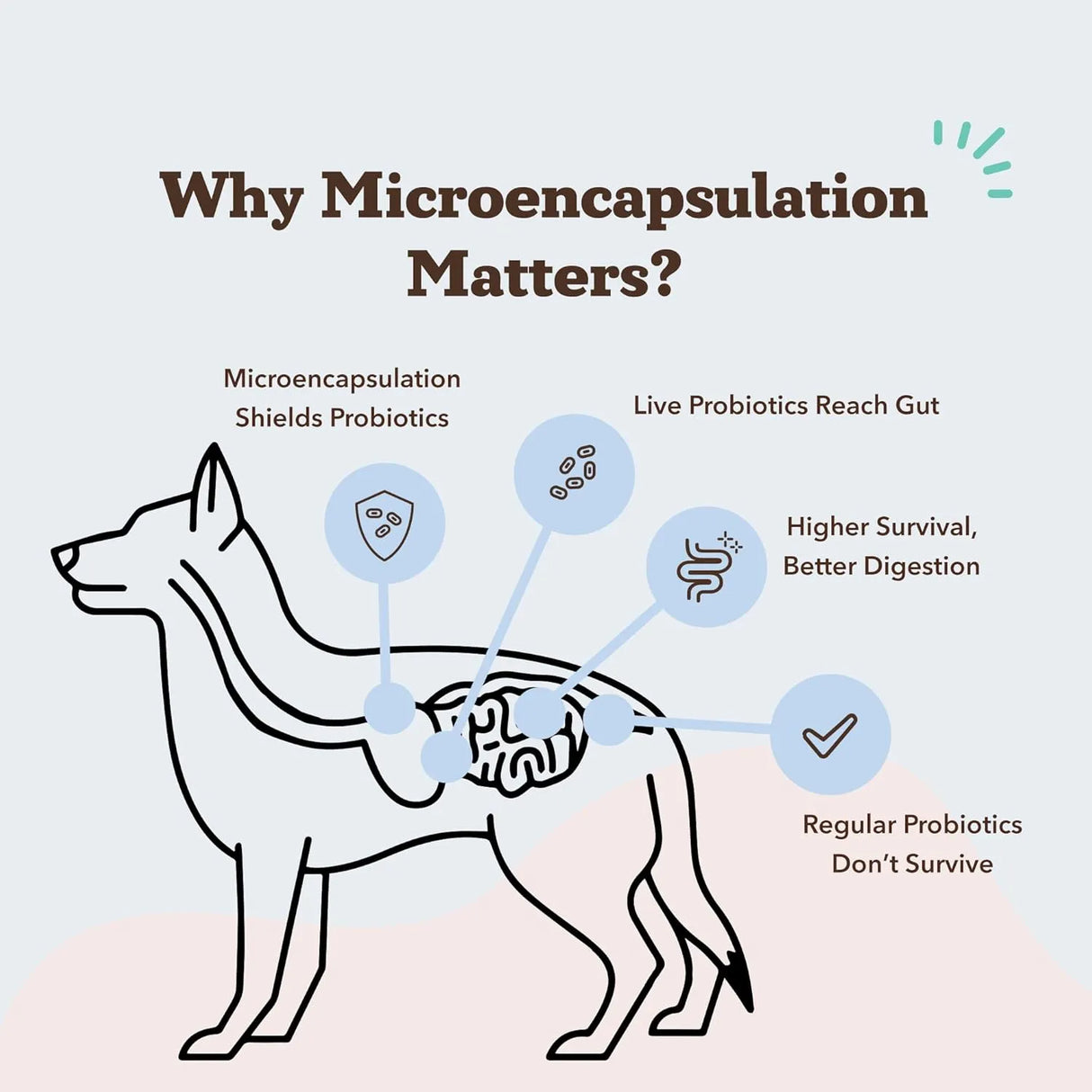 NATURAL DOG COMPANY - Natural Dog Company Probiotic Chews for Dogs Chicken Flavor 45 Masticables - The Red Vitamin MX - Probióticos Para Perros - {{ shop.shopifyCountryName }}