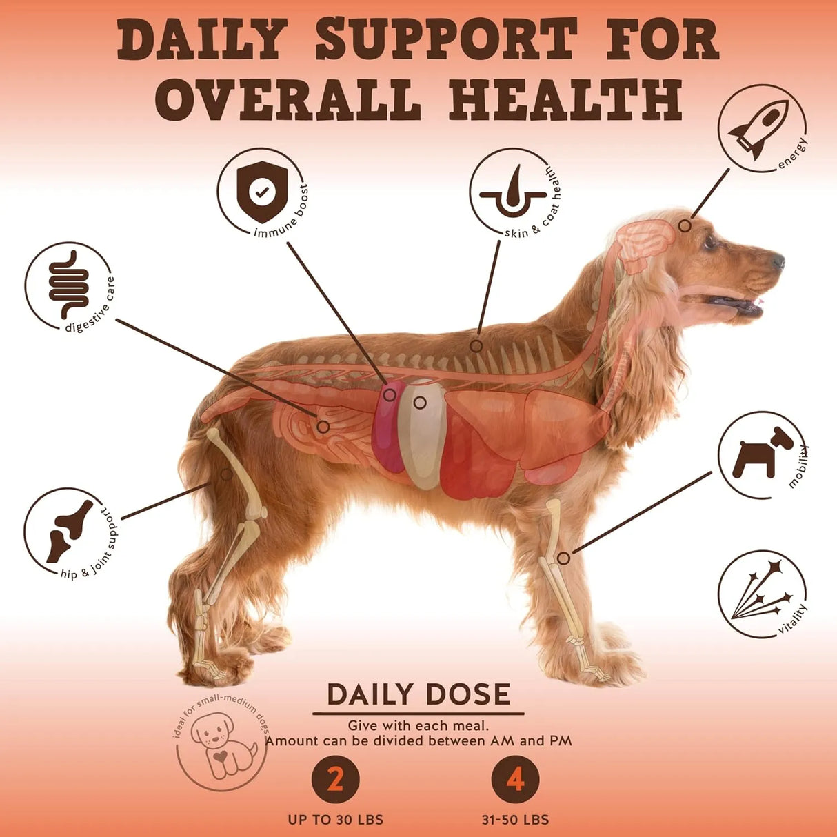 JACK&PUP - Jack&Pup Bark Buddies Multi-Buddy Dog Multivitamins 60 Masticables - The Red Vitamin MX - Multivitamínicos Para Perros - {{ shop.shopifyCountryName }}