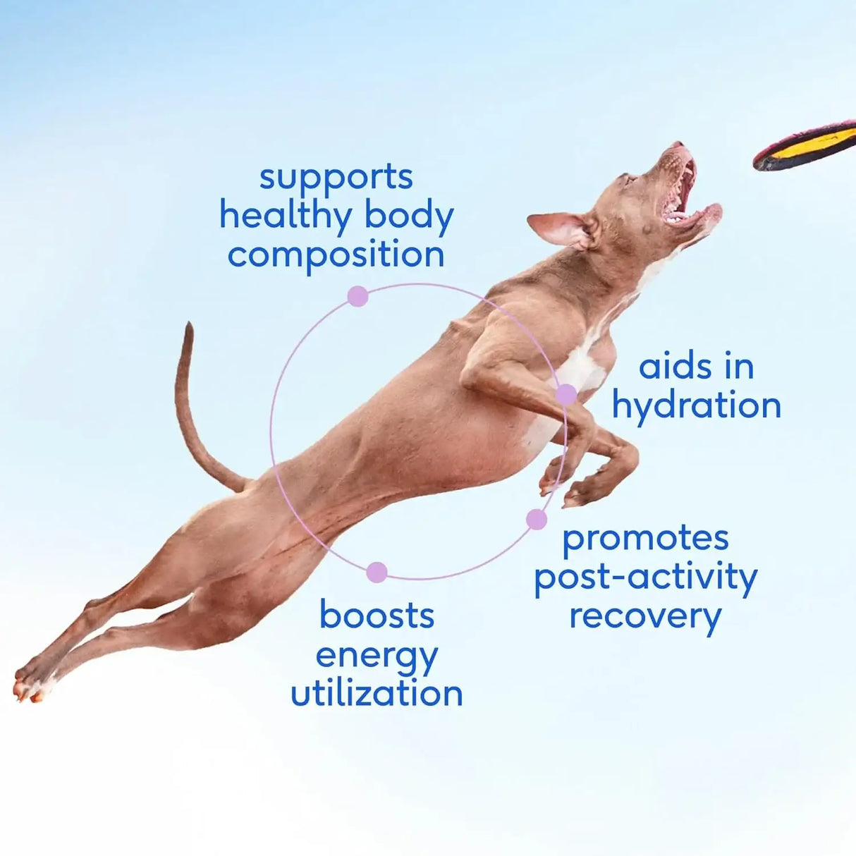 NATIVE PET - Native Pet Goat Milk for Dogs Organic Goat Milk Powder for Dogs and Cats 60 Servicios 198Gr. - The Red Vitamin MX - Sustitutos De Leche Para Perros - {{ shop.shopifyCountryName }}