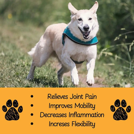 VENNEX - VENNEX Hip and Joint Supplement for Dogs 120 Masticables - The Red Vitamin MX - Cuidado De Cadera Y Articulaciones Para Perros - {{ shop.shopifyCountryName }}