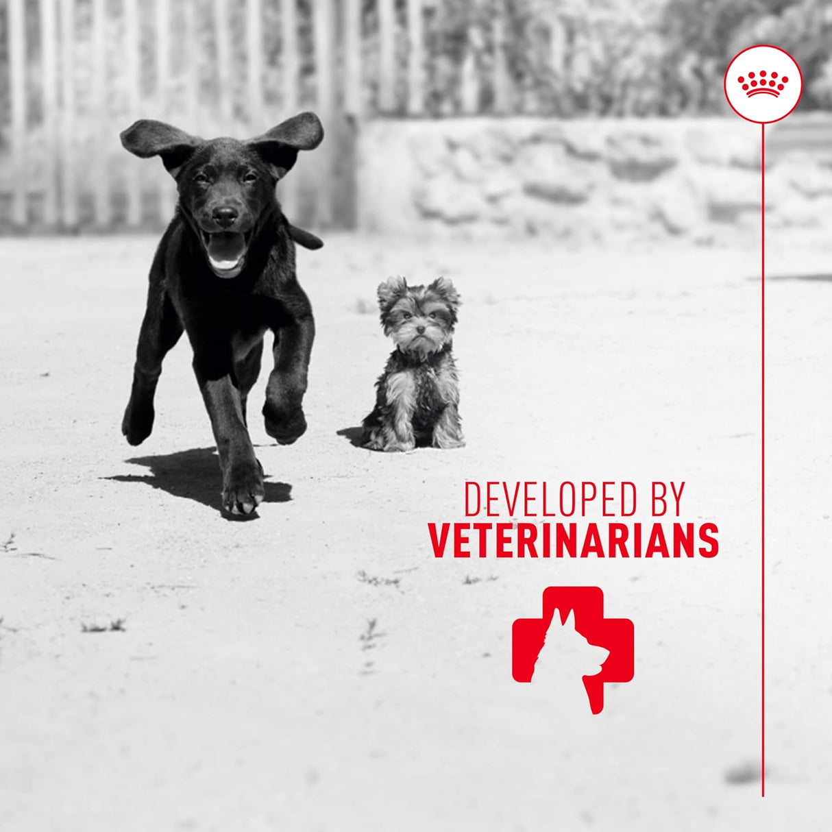 Royal Canin Puppy Supplement Immunity & Digestion Chew 60 Masticables
