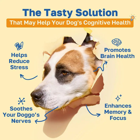 HAPPY PAWS - Happy Paws Cognitive Supplement for Dogs 100 Masticables 2 Pack - The Red Vitamin MX - Multivitamínicos Para Perros - {{ shop.shopifyCountryName }}
