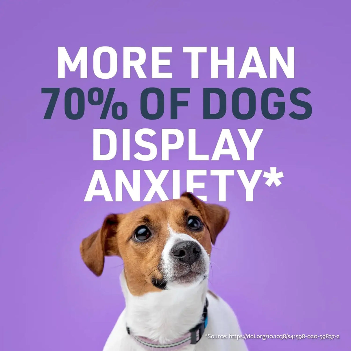 VETERINARY FORMULA - Veterinary Formula Smart Vitality Pet Calm Supplement for Dogs 100 Masticables - The Red Vitamin MX - Relajantes Para Perros - {{ shop.shopifyCountryName }}