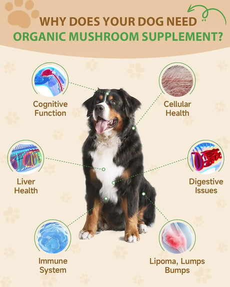 SANTKOL - SANTKOL 9 in 1 Mushroom Supplement for Dogs 60Ml. - The Red Vitamin MX - Suplementos Herbales Para Perros - {{ shop.shopifyCountryName }}