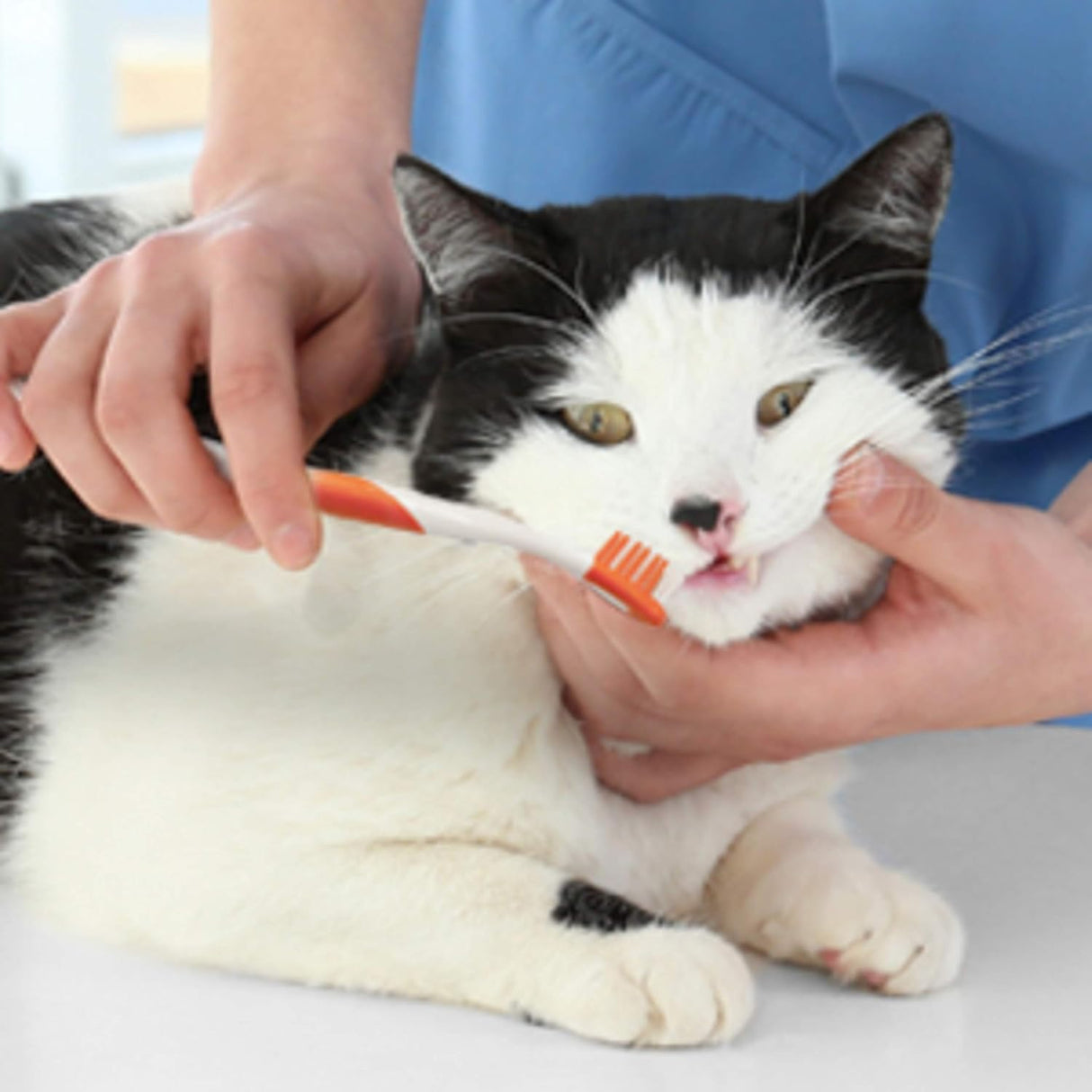 Nylabone Advanced Oral Care Cat Dental Kit Original