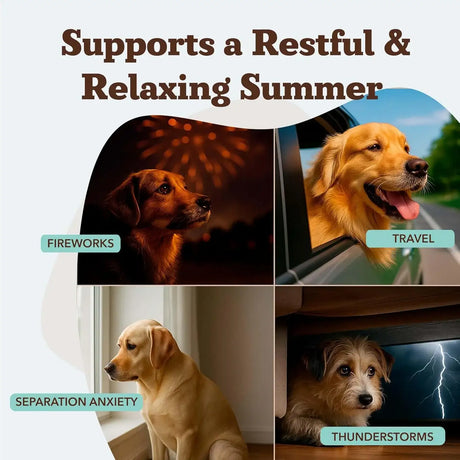 NATURAL DOG - Natural Dog Company Calming Chews for Dogs 90 Masticables - The Red Vitamin MX - Relajantes Para Perros - {{ shop.shopifyCountryName }}