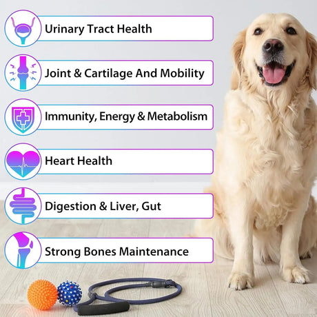 OIMMAL - OIMMAL 15 in 1 Dog Multivitamin Drops for Dogs 2 Fl.Oz. - The Red Vitamin MX - Multivitamínicos Para Perros - {{ shop.shopifyCountryName }}