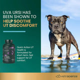 VETRISCIENCE - VetriScience Laboratories UT Strength STAT for Dogs 90 Tabletas Masticables - The Red Vitamin MX - Salud De Tracto Urinario Para Perros - {{ shop.shopifyCountryName }}