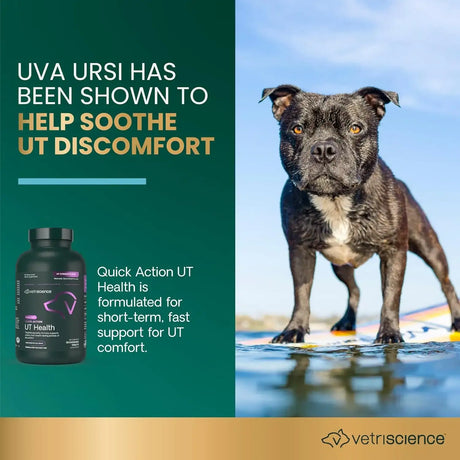 VETRISCIENCE - VetriScience Laboratories UT Strength STAT for Dogs 90 Tabletas Masticables - The Red Vitamin MX - Salud De Tracto Urinario Para Perros - {{ shop.shopifyCountryName }}