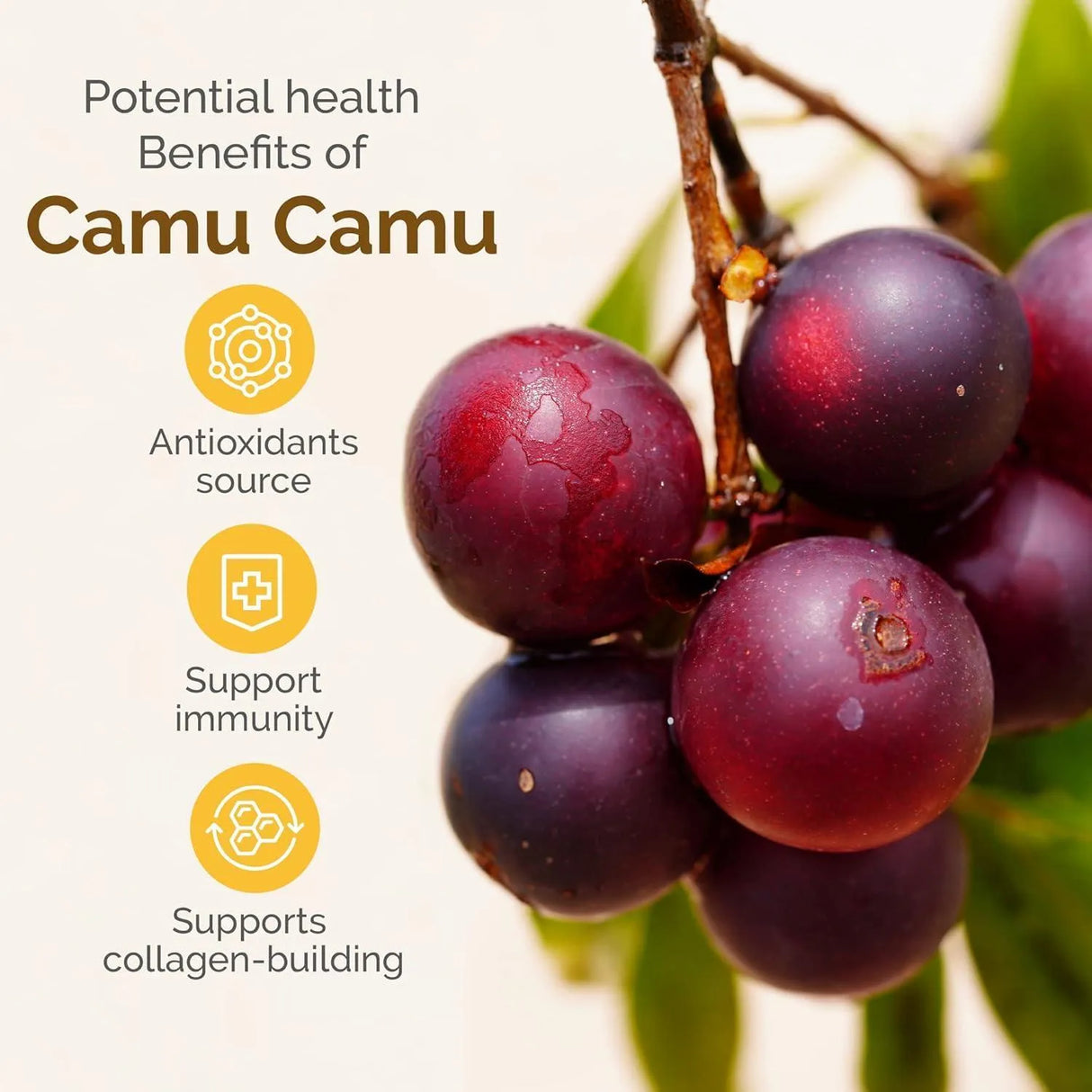 ZINT - Zint Camu Camu Powder Organic 99Gr. - The Red Vitamin MX - Suplementos Alimenticios - {{ shop.shopifyCountryName }}