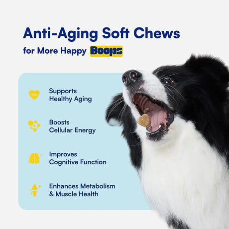 BOOPS PETS - Boops Pets NAD+ Precursor & Senior Dog Supplement 90 Masticables - The Red Vitamin MX - Suplementos Herbales Para Perros - {{ shop.shopifyCountryName }}