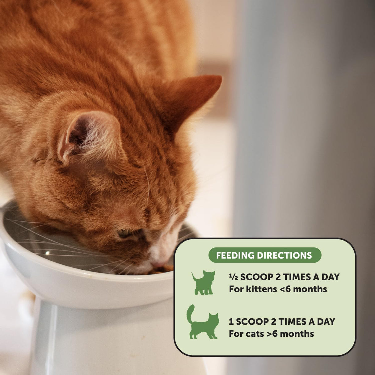 Pet Honesty Digestive Probiotic Powder Supplement for Cats 120 Servicios