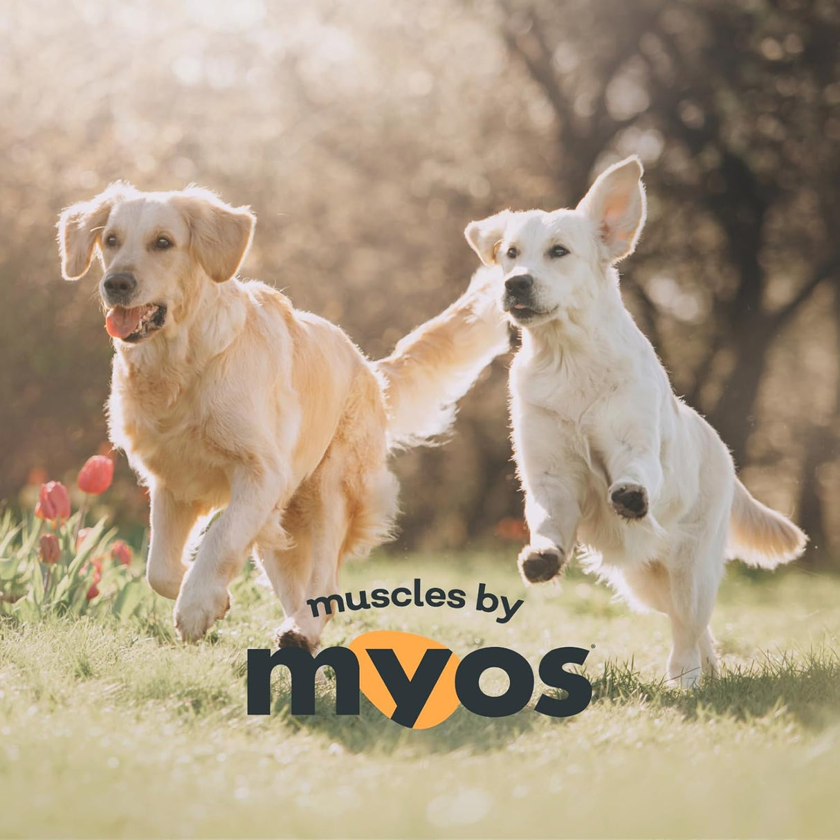 MYOS Canine Muscle Formula All-Natural Muscle Building Supplement 180Gr.