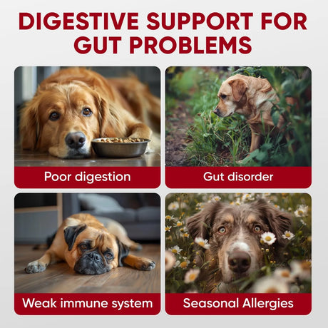 PAWZITIVE PETS - Pawzitive Pets Probiotics for Dogs Digestive Health 120 Masticables - The Red Vitamin MX - Probióticos Para Perros - {{ shop.shopifyCountryName }}