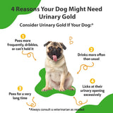 PET WELLBEING - Pet Wellbeing Urinary Gold for Dogs 2 Fl.Oz. - The Red Vitamin MX - Salud De Tracto Urinario Para Perros - {{ shop.shopifyCountryName }}