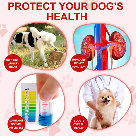 OIMMAL - Oimmal Cranberry Bladder Control Supplement for Dogs 180 Tabletas - The Red Vitamin MX - Salud De Tracto Urinario Para Perros - {{ shop.shopifyCountryName }}